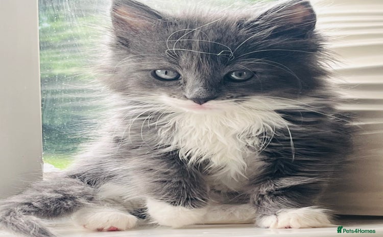 RagaMuffin cats Ragamuffin Cat for Sale - Advert 3