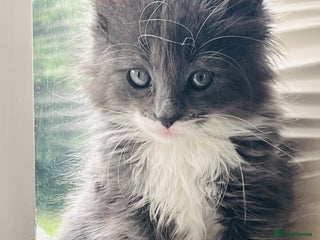 RagaMuffin cats Ragamuffin Cat for Sale - Advert 2