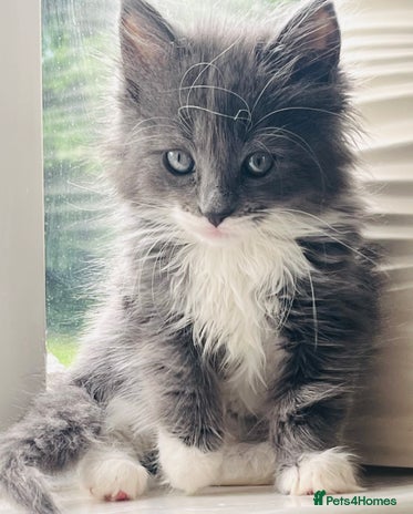 RagaMuffin cats Ragamuffin Cat for Sale - Advert 1