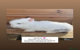 Lionhead rabbits for sale: Double Maned Lionhead Rabbits  - Advert 3