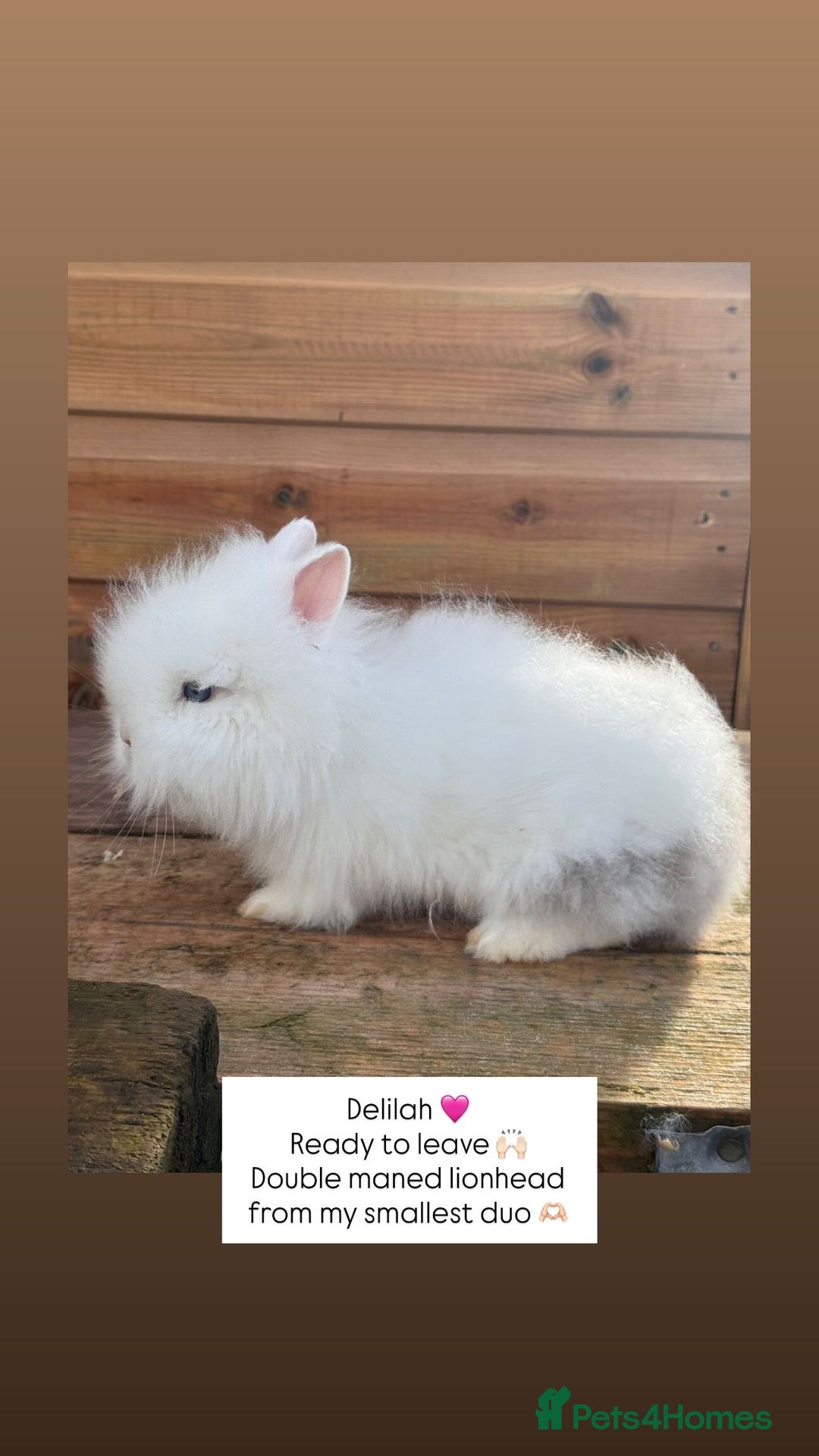 Lionhead rabbits for sale: Double Maned Lionhead Rabbits  - Advert 3