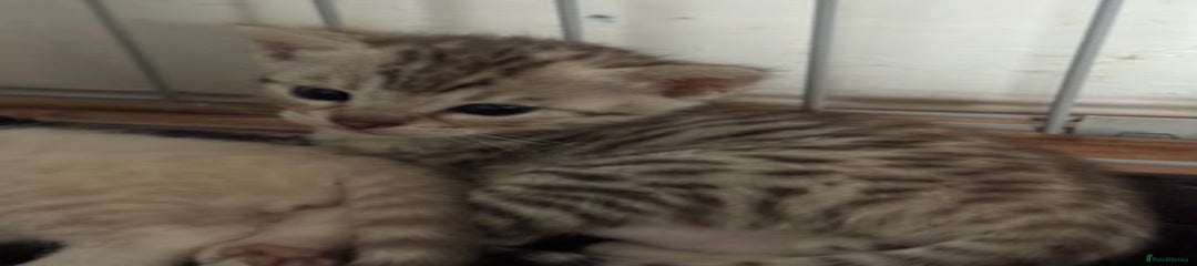 Bengal Kitten 3
