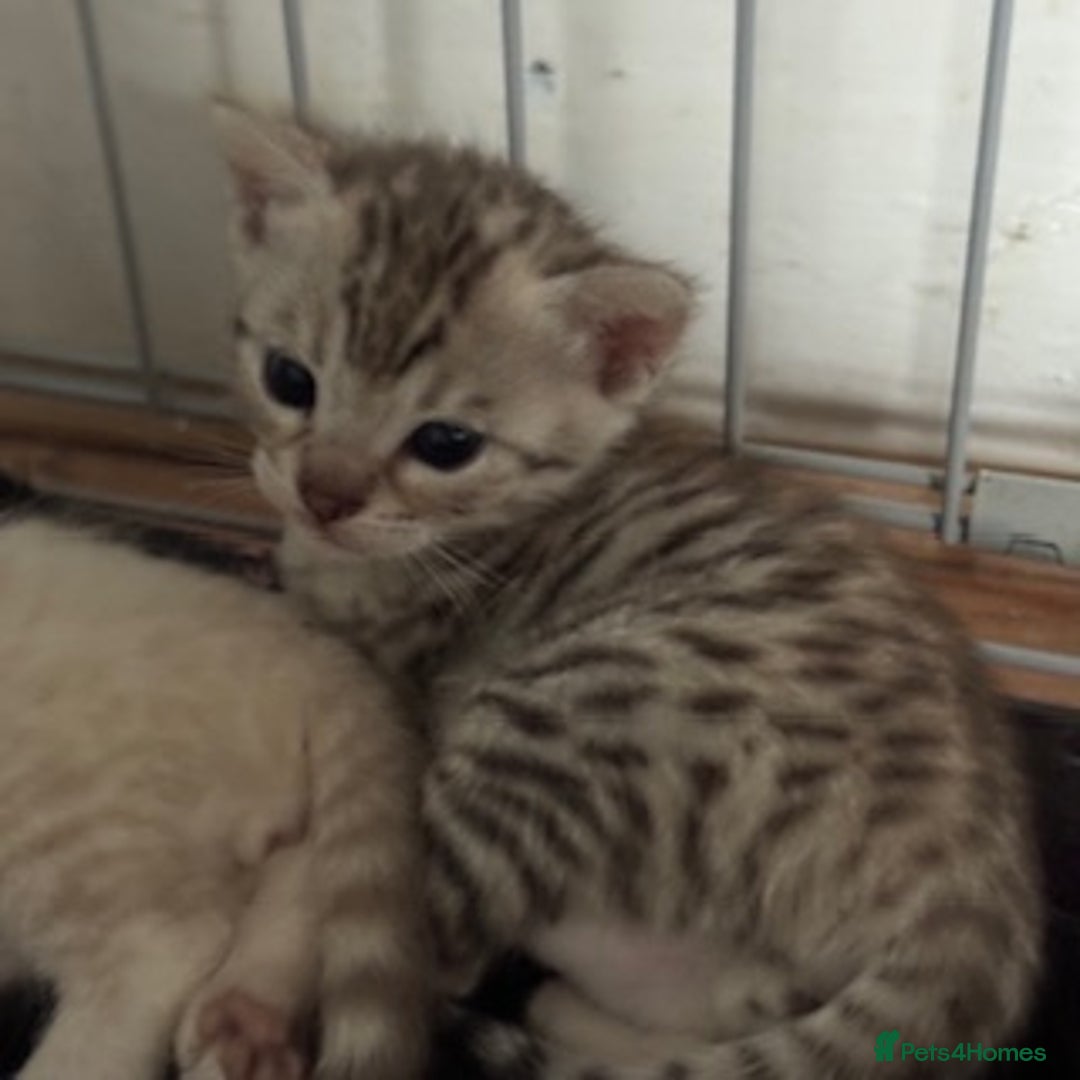 Bengal cats for sale: 4 Gorgeous Bengal Babies - Image 13