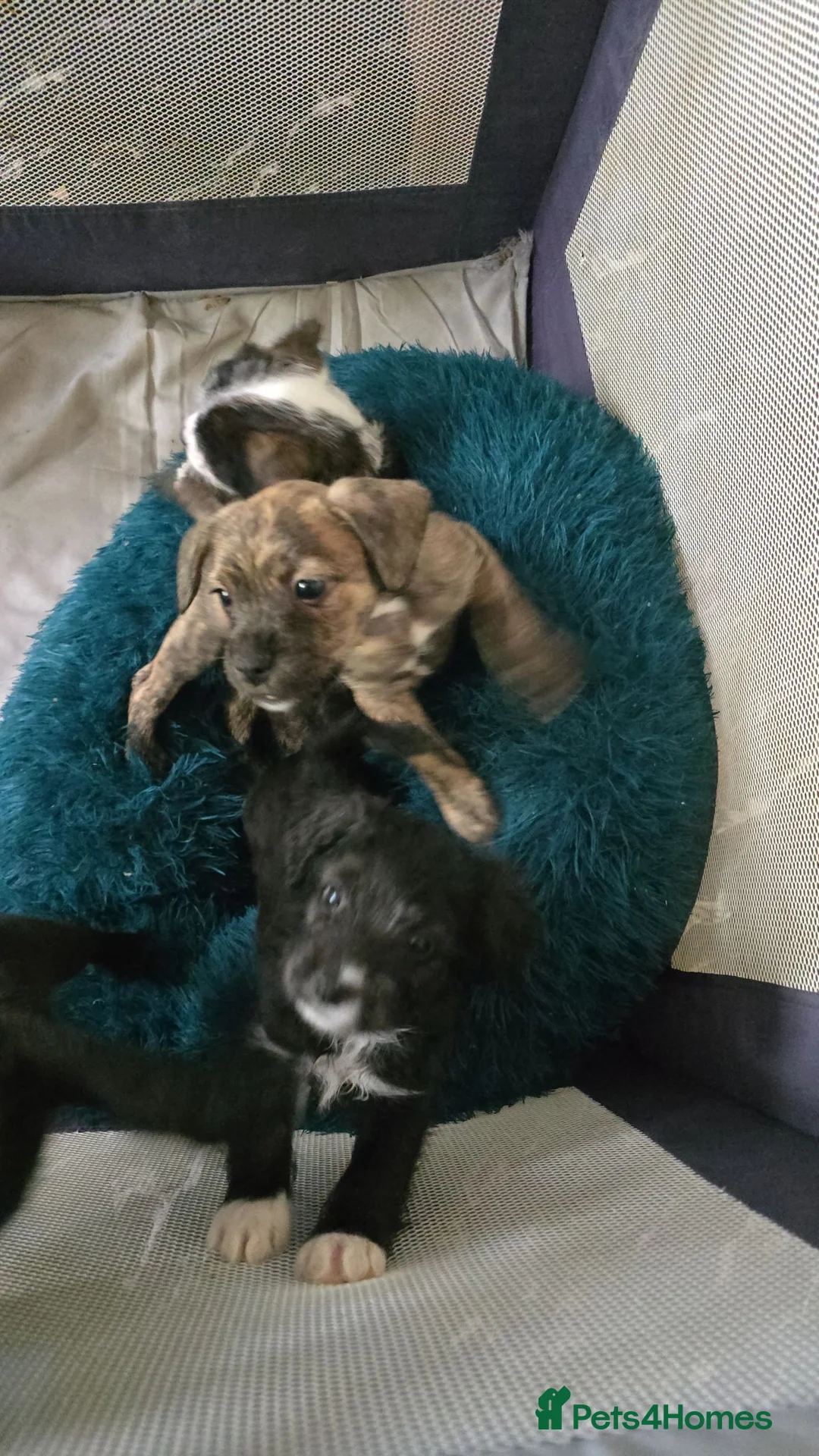 Mixed Breed dogs for sale: Cockapoo x frenchie - Advert 3