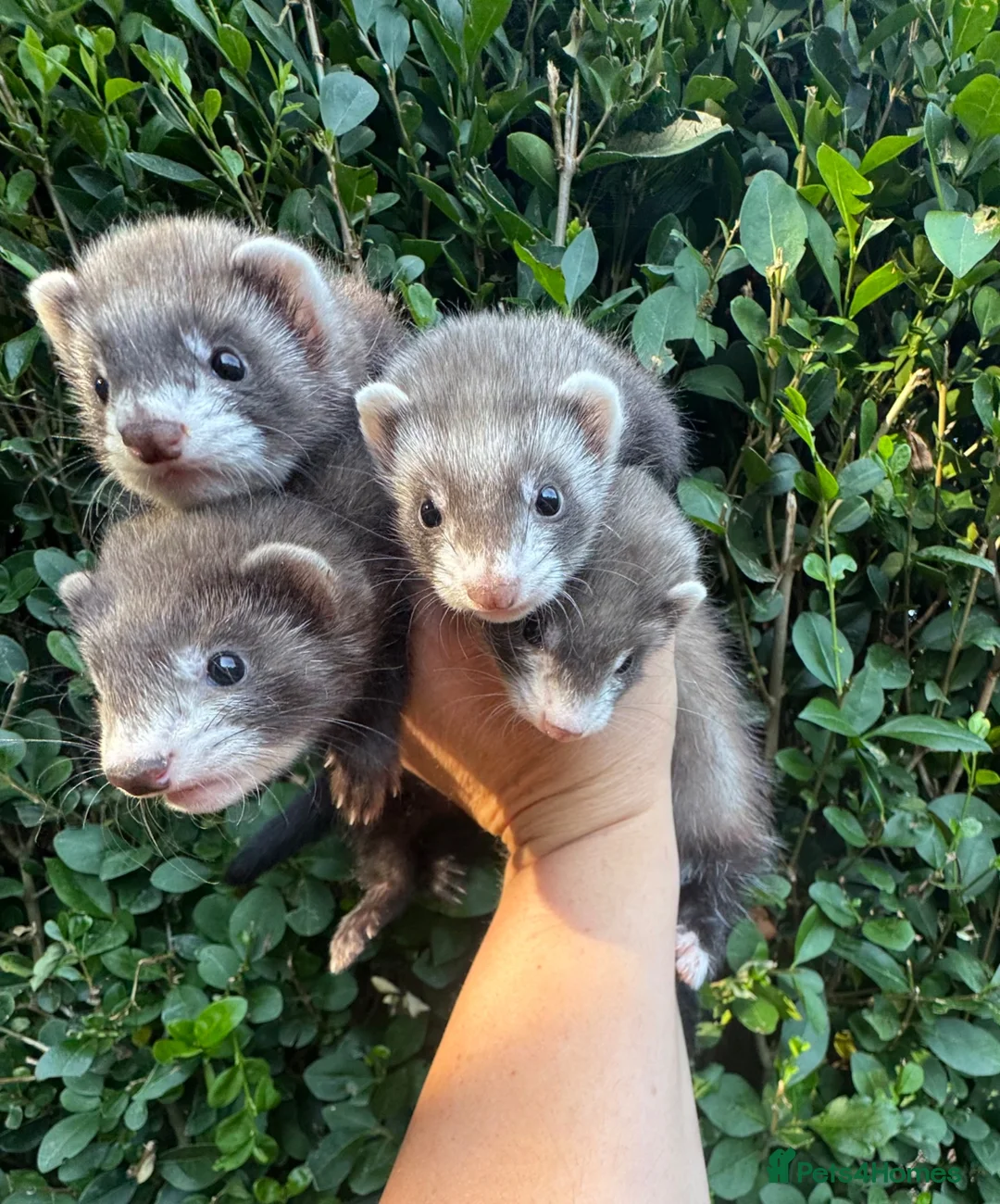 Ferret rodents for sale: Half Micro Angora Kits Ready for Their New Homes!  - Advert 1