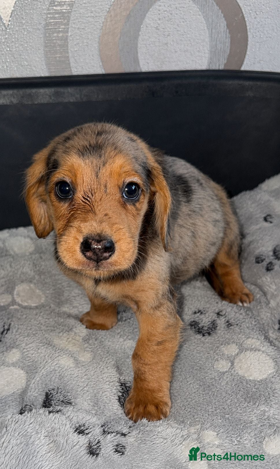Dachshund dogs 1 boy left‼️Ready to leave on 8th June‼️ - Advert 1