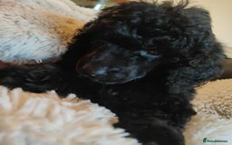 Shihpoo dogs for sale: Standard poodle x shihpoo - Image 6