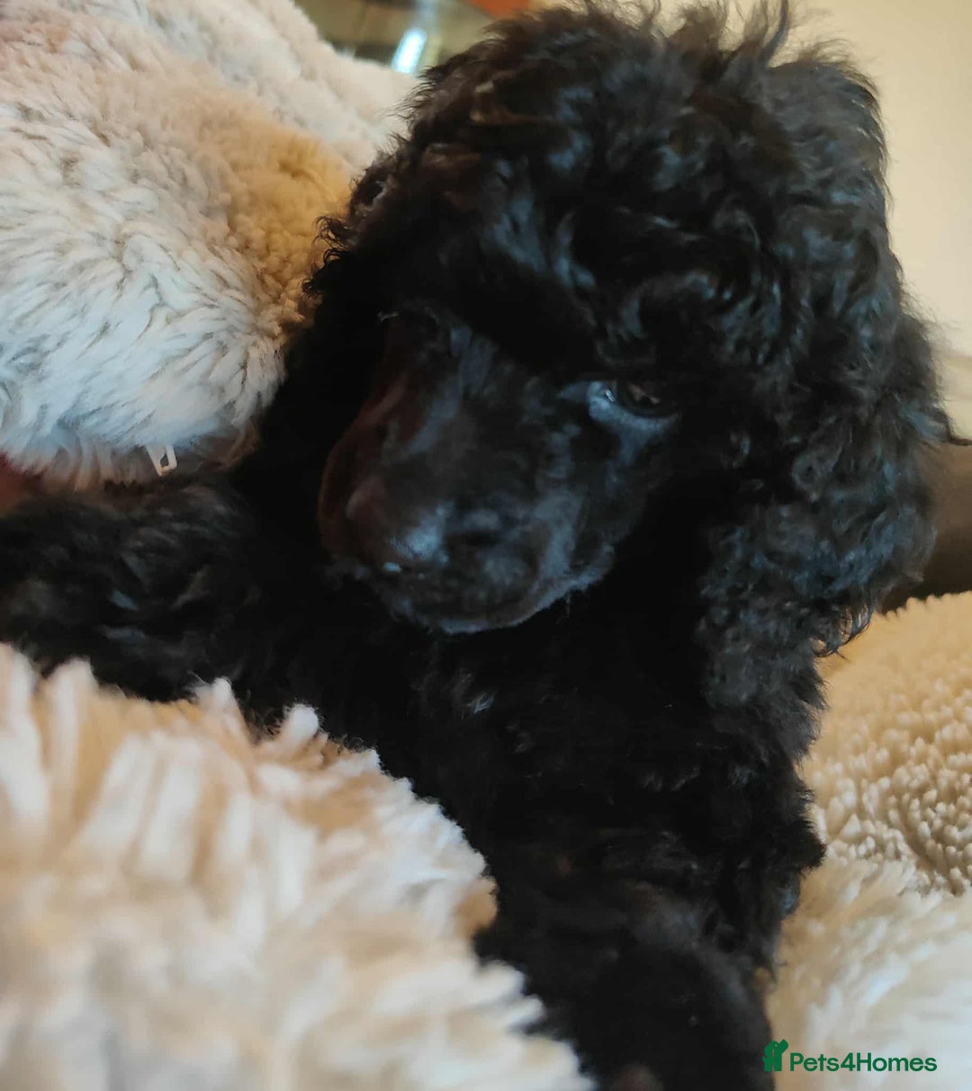 Shihpoo dogs for sale: Standard poodle x shihpoo - Image 6
