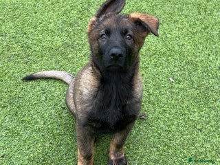 German Shepherd dogs 1 beautiful female German shepher kc reg working - Advert 12