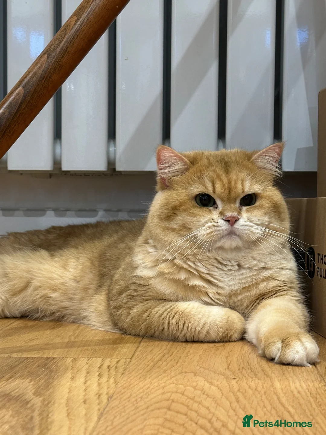 British Shorthair cats for sale: Rehome a 2 years old BSH golden male - Advert 2
