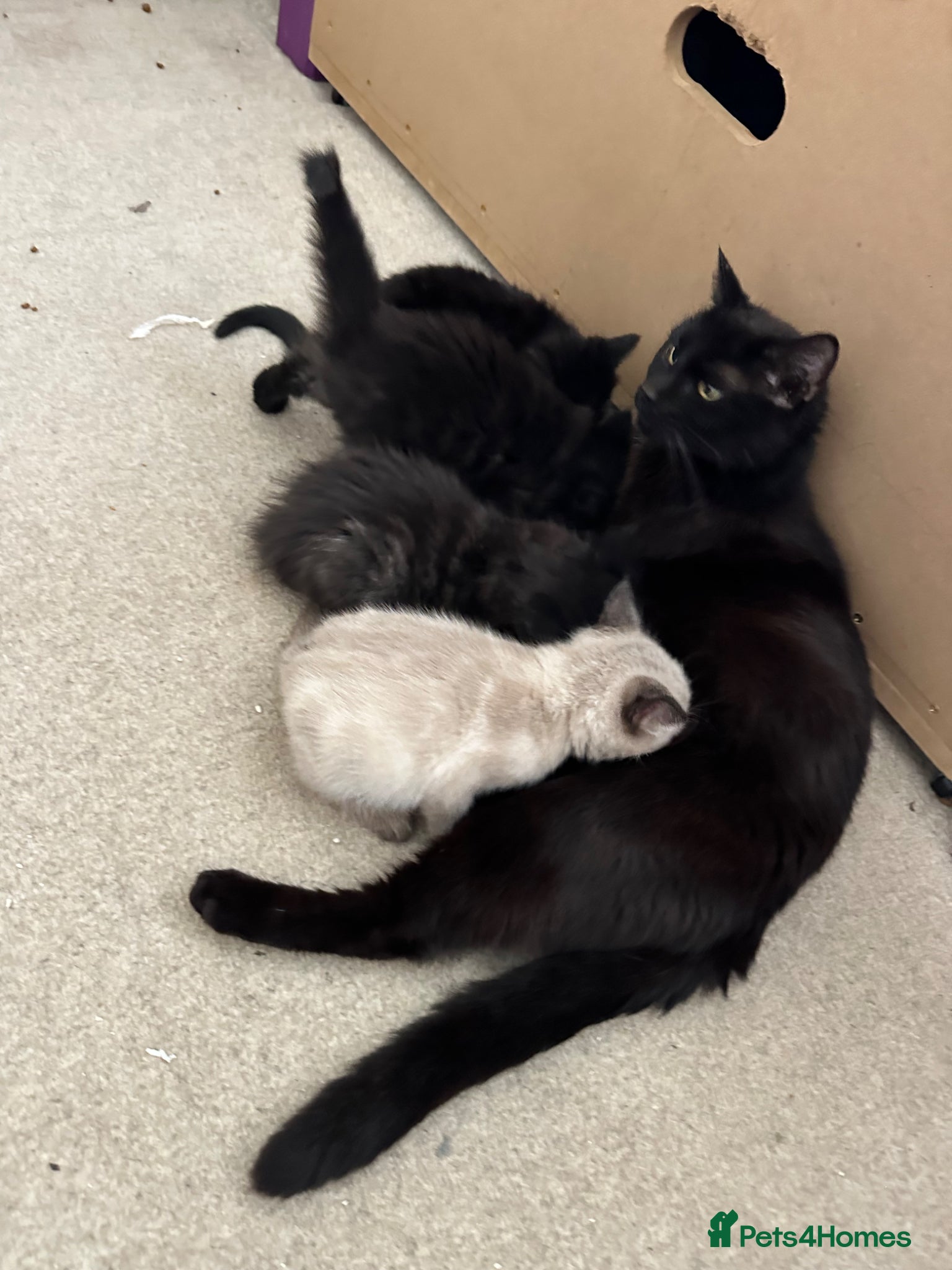 Mixed Breed cats Mixed bread kittens for sale - Advert 1