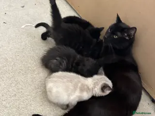 Mixed Breed cats Mixed bread kittens for sale - Advert 1