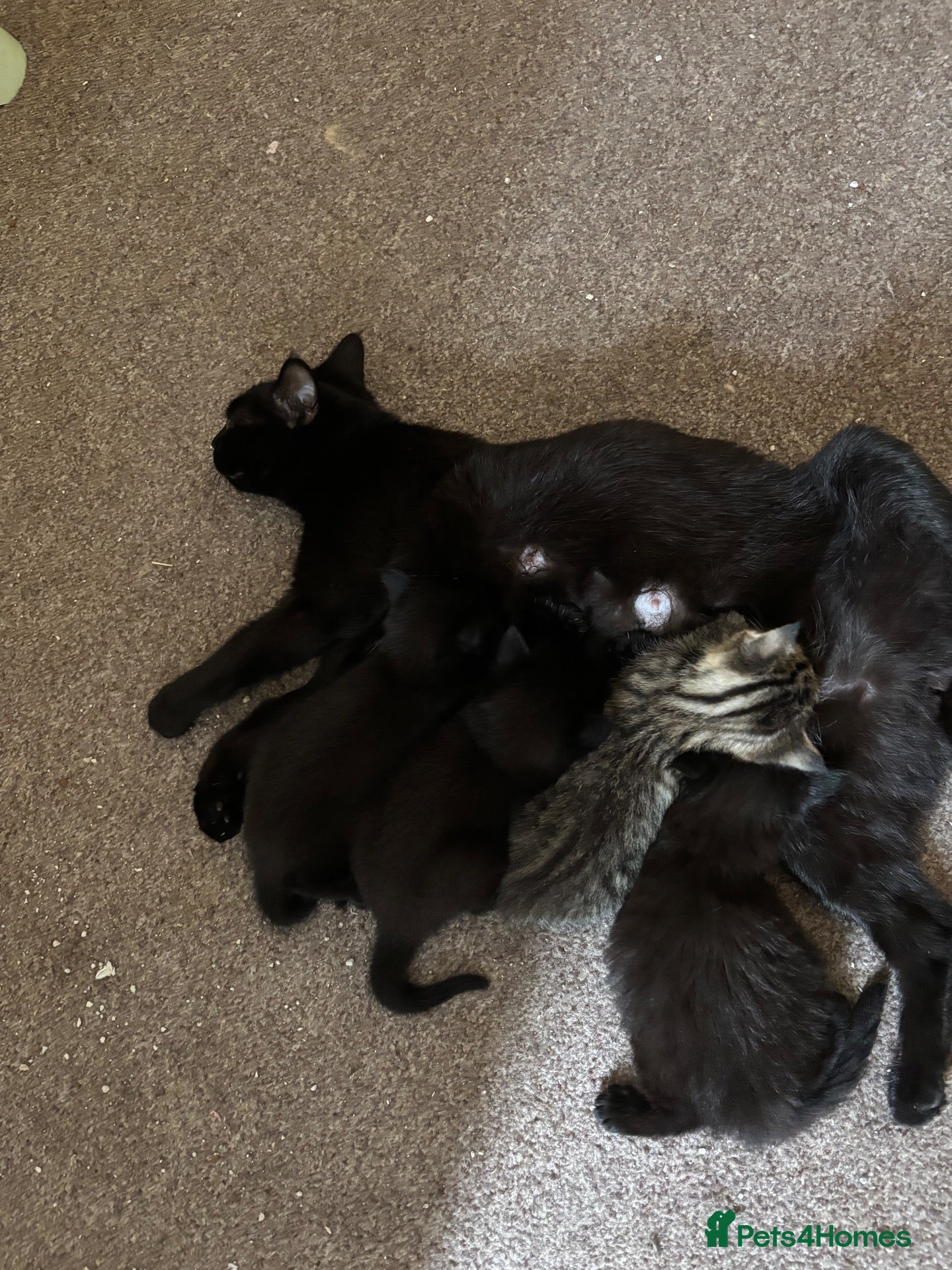 Domestic Shorthair cats 3 love black cats and one tabby  - Advert 4