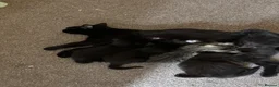 Domestic Shorthair cats for sale: 3 love black cats and one tabby  - Advert 1
