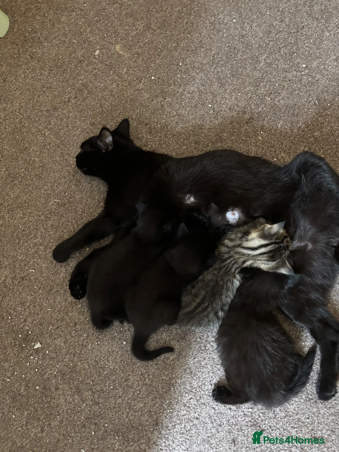 Domestic Shorthair cats for sale: 3 love black cats and one tabby  - Advert 1