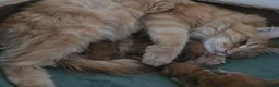 Maine Coon cats for sale: Maine Coon kitten for sale - Advert 8