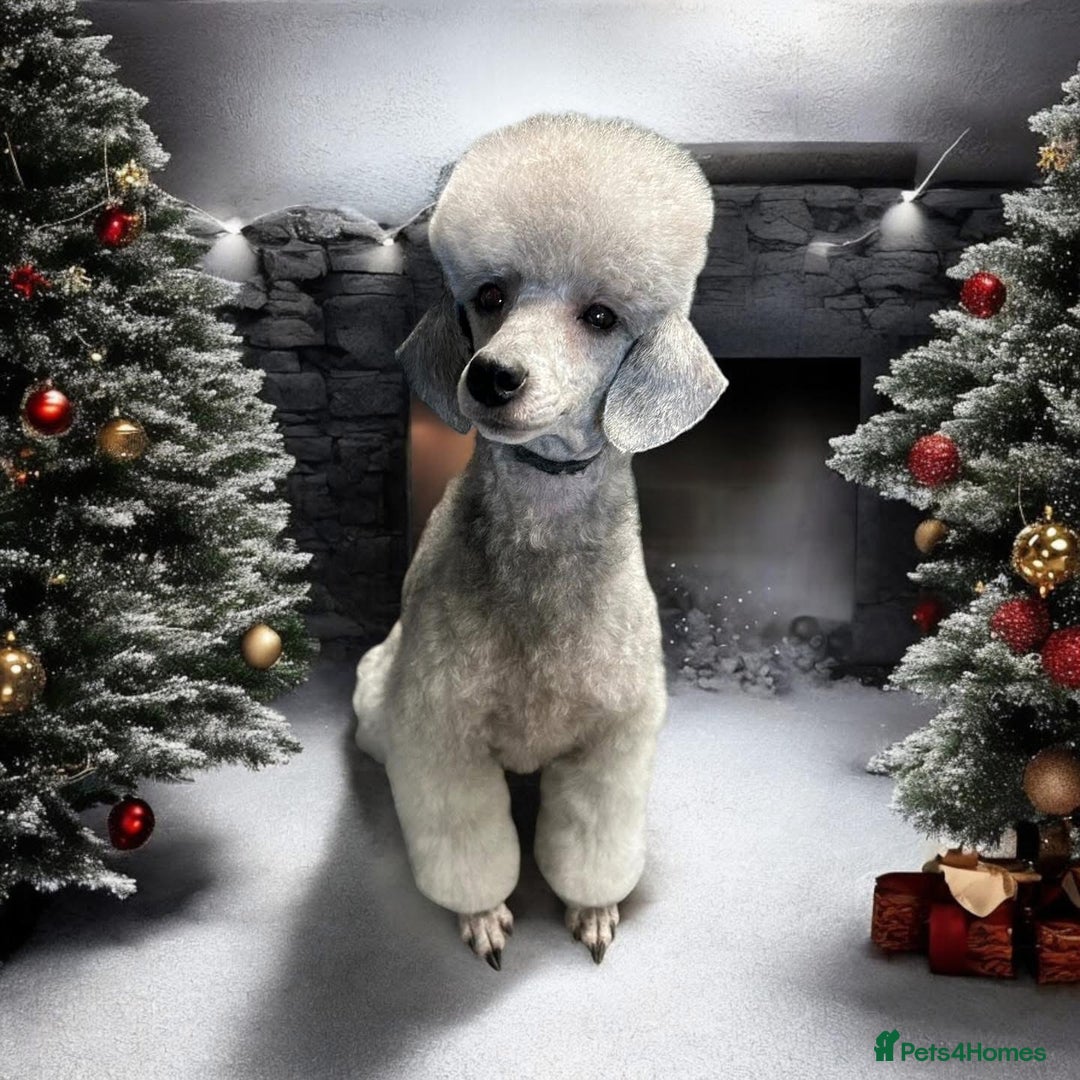 Miniature Poodle dogs for sale: OUTSTANDING SILVER MINI POODLES BEST IN 🇬🇧  - Advert 16