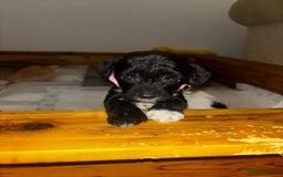 Chinese Crested dogs for sale: Last remaining Hairy Hairless Chinese crested girl - Image 4
