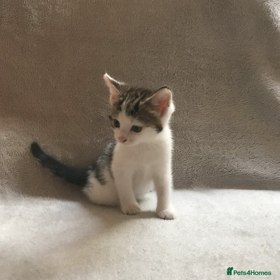 Mixed Breed cats for sale: Bring Home a Bundle of Joy Kittens Ready Oct. 2nd! - Image 19