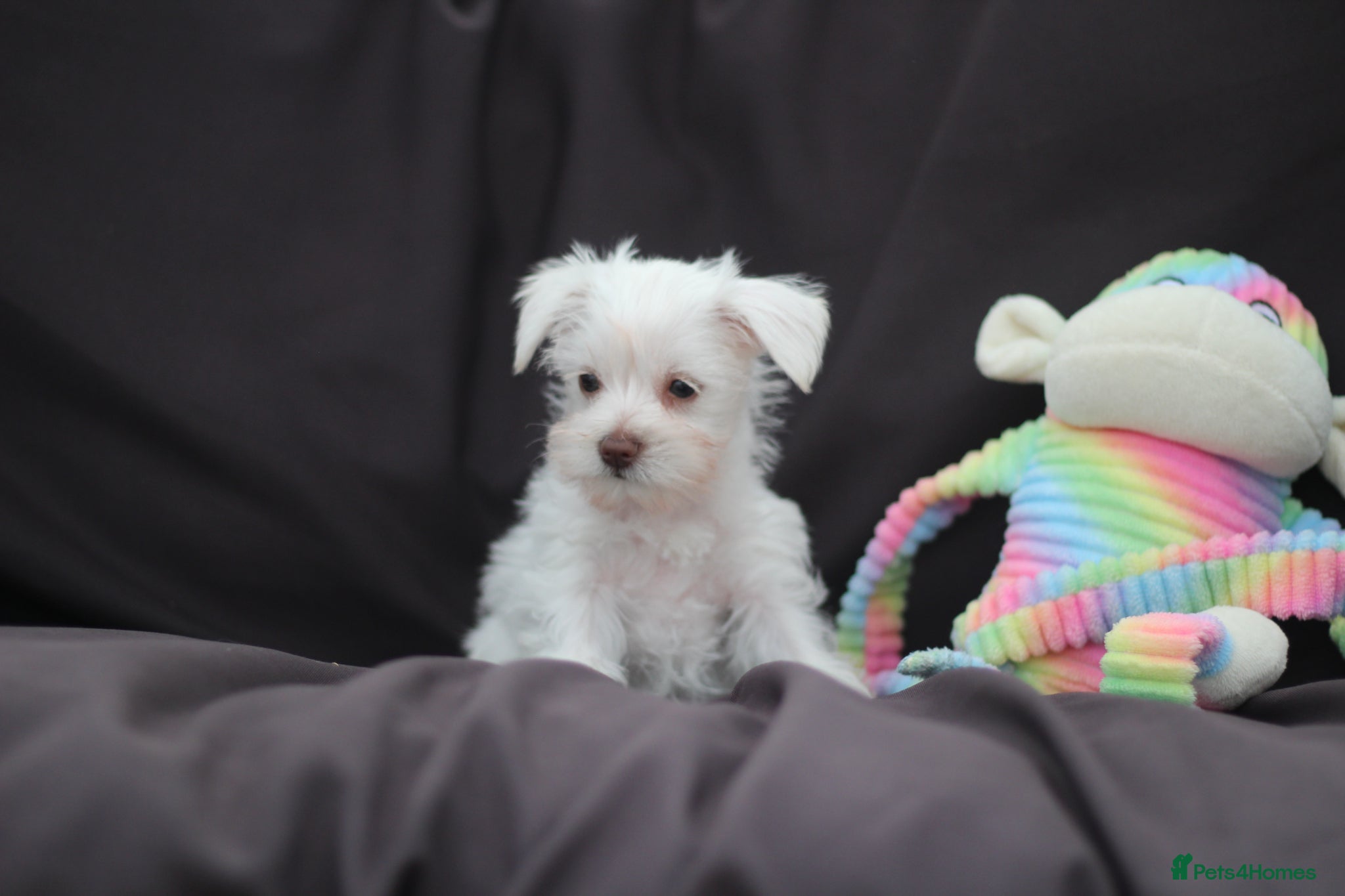 Miniature Schnauzer dogs 🐾 CHOCOLATE GENE KC MINIATURE SCHNAUZER 🐾 - Advert 2