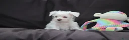 Miniature Schnauzer dogs for sale: 🐾 CHOCOLATE GENE KC MINIATURE SCHNAUZER 🐾 - Advert 2
