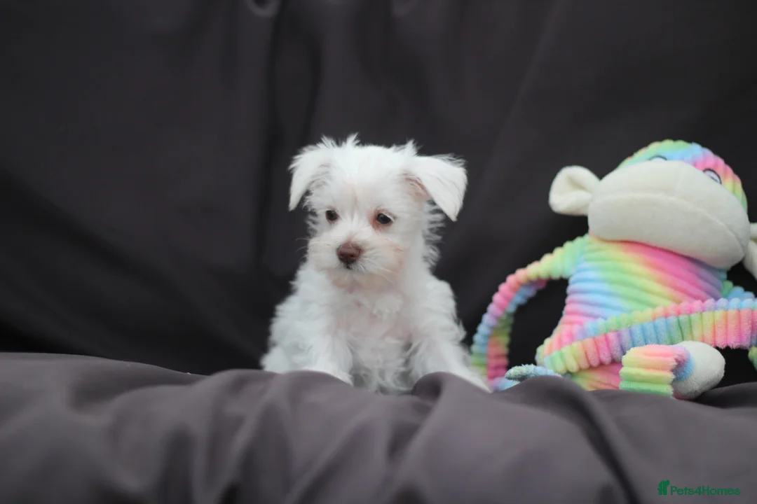 Miniature Schnauzer dogs for sale: 🐾 CHOCOLATE GENE KC MINIATURE SCHNAUZER 🐾 - Advert 2