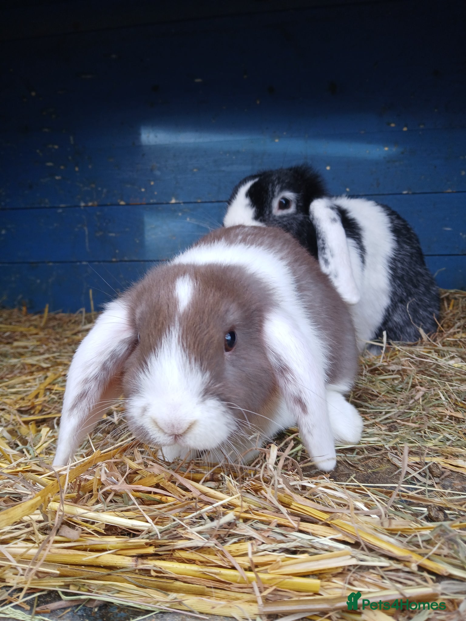 Mini Lop rabbits Mini lop buck - Advert 3