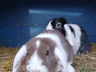 Mini Lop rabbits Mini lop buck - Advert 3