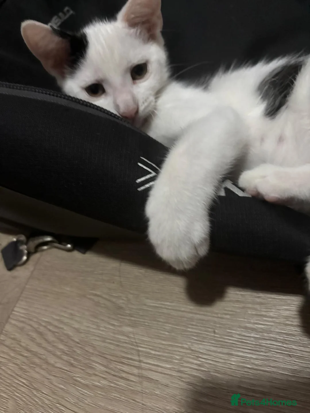 British Shorthair cats for sale: British shorthair x Mainecoon  - Advert 20