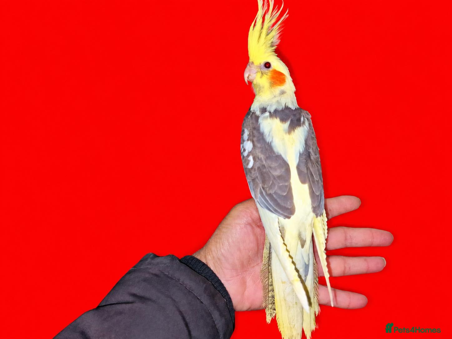Cockatiels birds for sale: super silly hand tamed baby cockatiels  - Advert 1