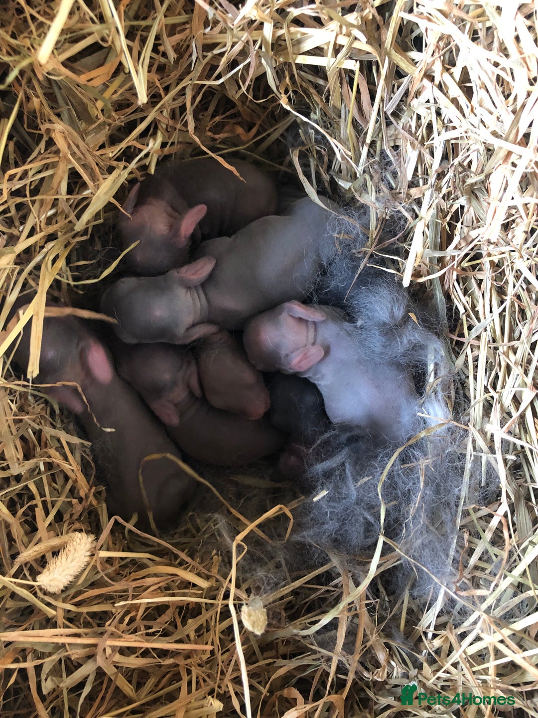 Rex rabbits for sale: Beautiful Pure Breed Velvet Mini Rex babies 🐰  - Image 14