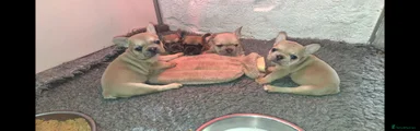 French Bulldog 4
