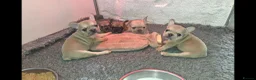 French Bulldog dogs for sale: French Bulldog KC Puppies - Advert 19