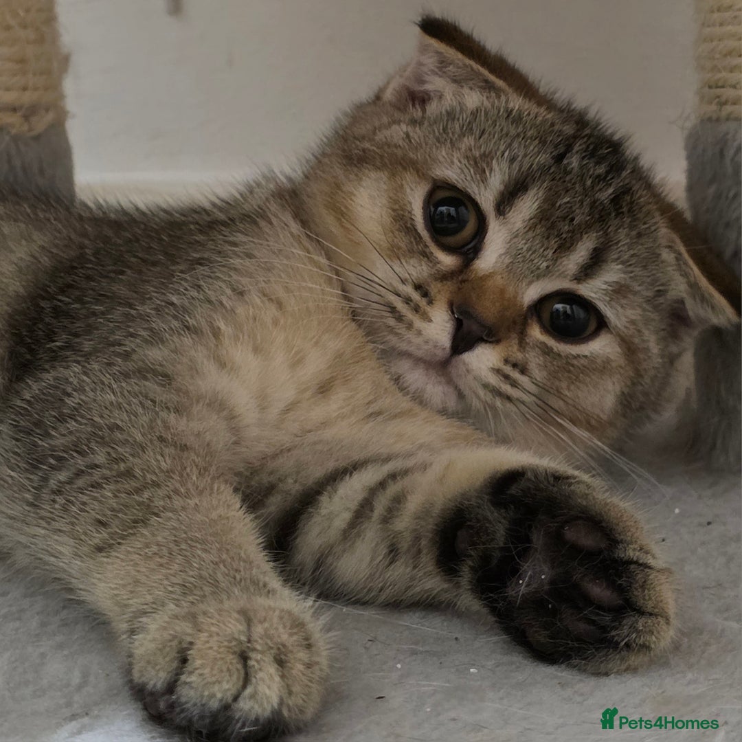 Scottish Fold cats for sale: British short hair x Scottish fold kittens in Romford - Image 7