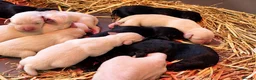 Labrador Retriever dogs for sale: Labrador puppies in Beith - Advert 4