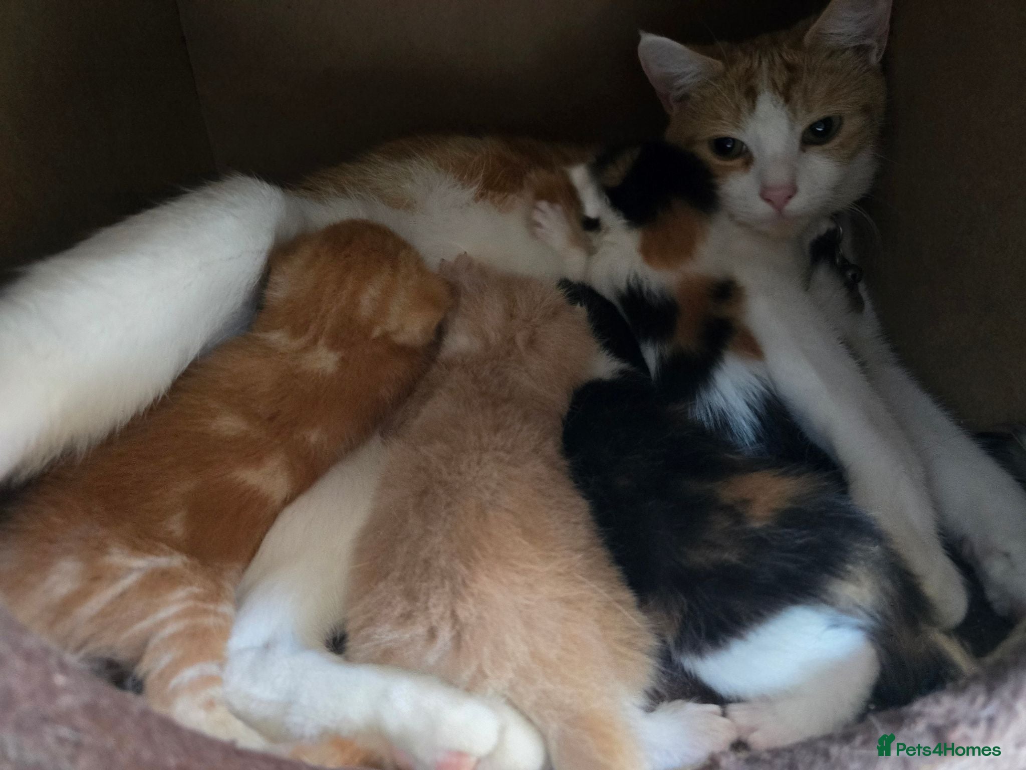 Mixed Breed cats Beautiful kittens avaliable  - Advert 3