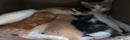 Mixed Breed cats for sale: Beautiful kittens avaliable  - Advert 1