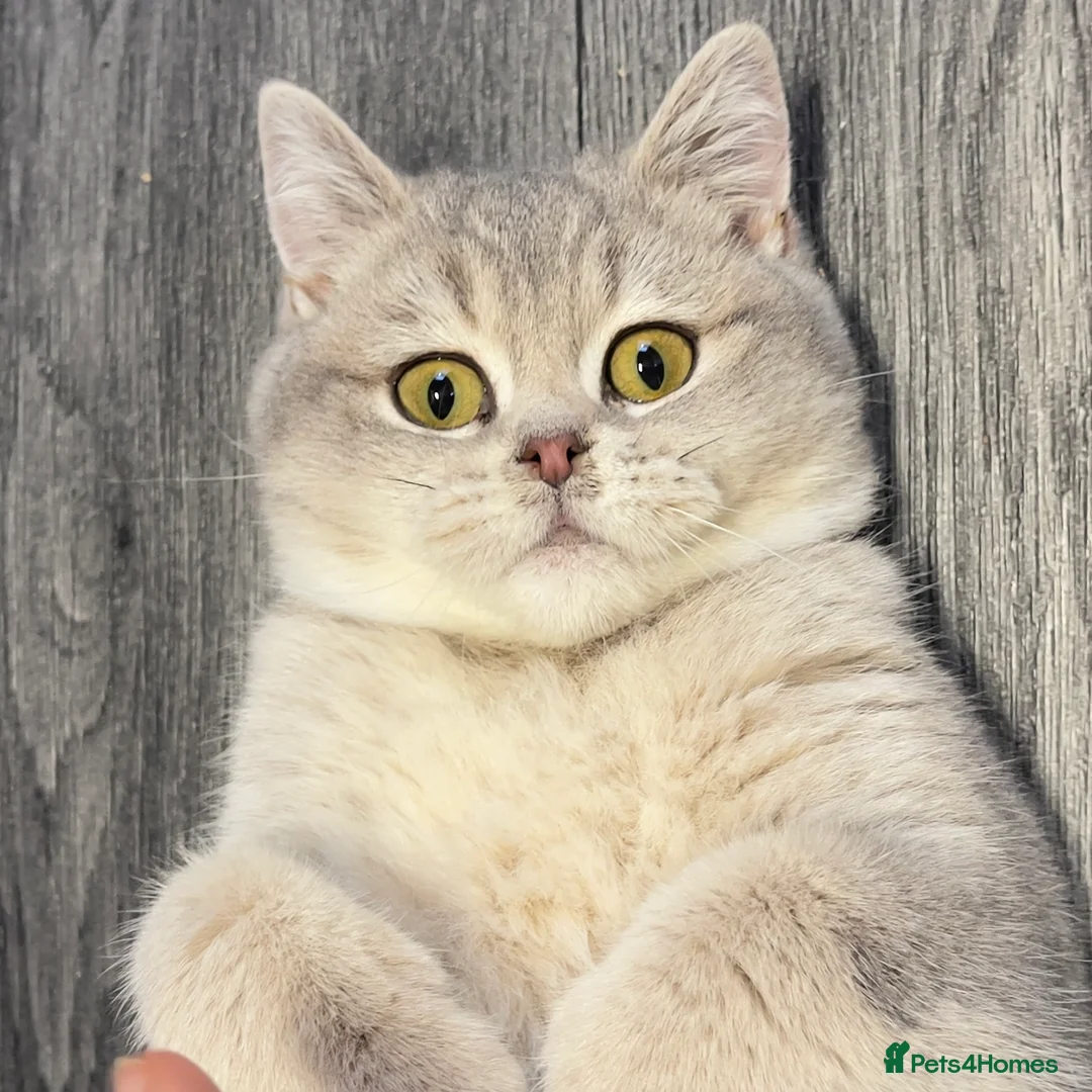 British Shorthair cats for sale: Only one TICA & GCCF British Shorthair Kitten  - Advert 2