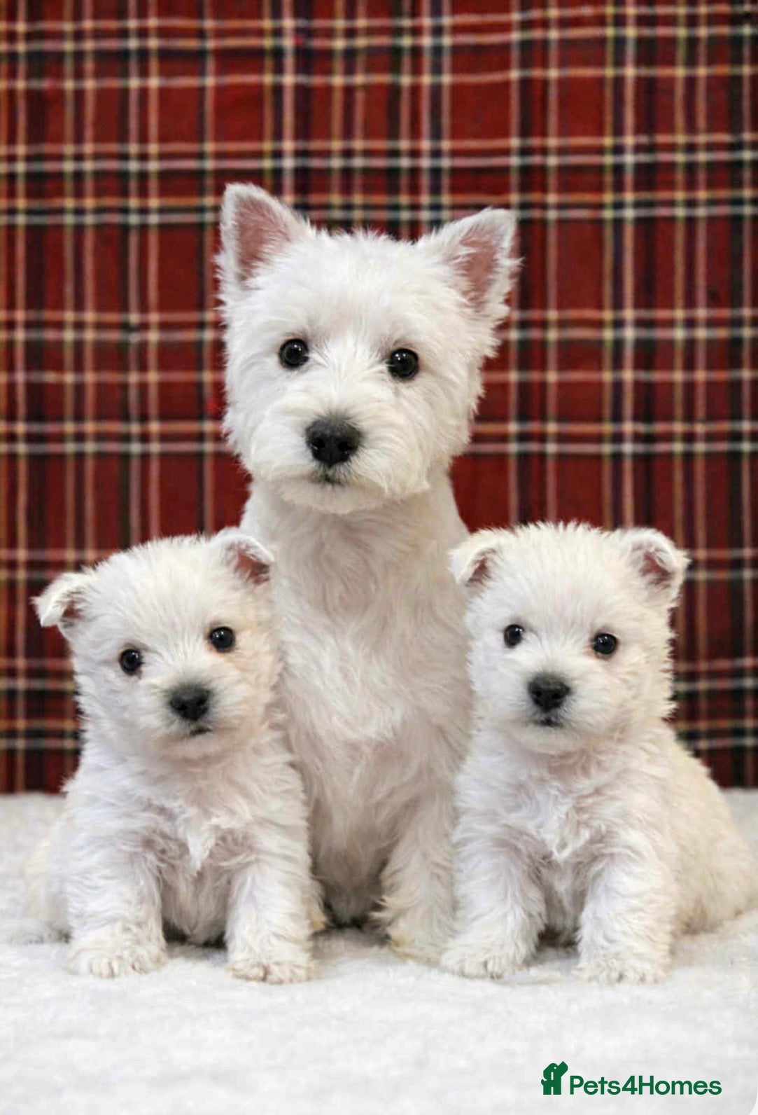 West Highland Terrier dogs Stunning west highland terrier puppies  - Advert 1