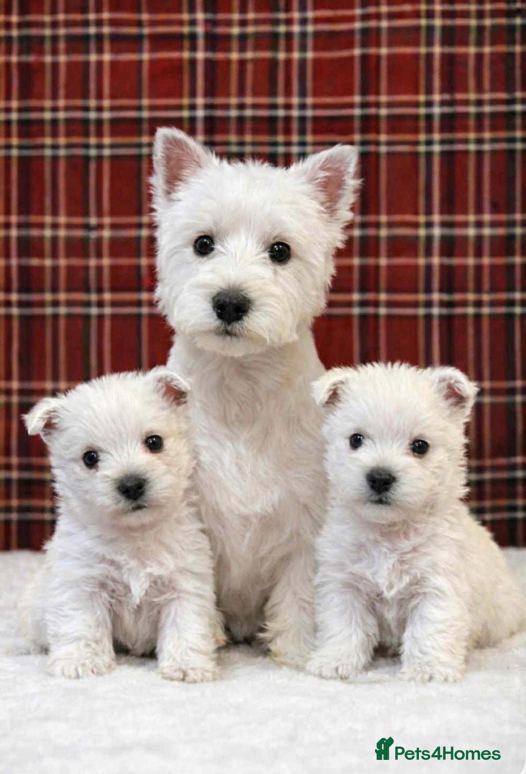 West Highland Terrier dogs for sale: Stunning west highland terrier puppies  - Advert 1
