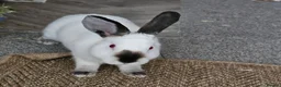 Californian rabbits for sale: Desperate need to rehome  - Advert 3