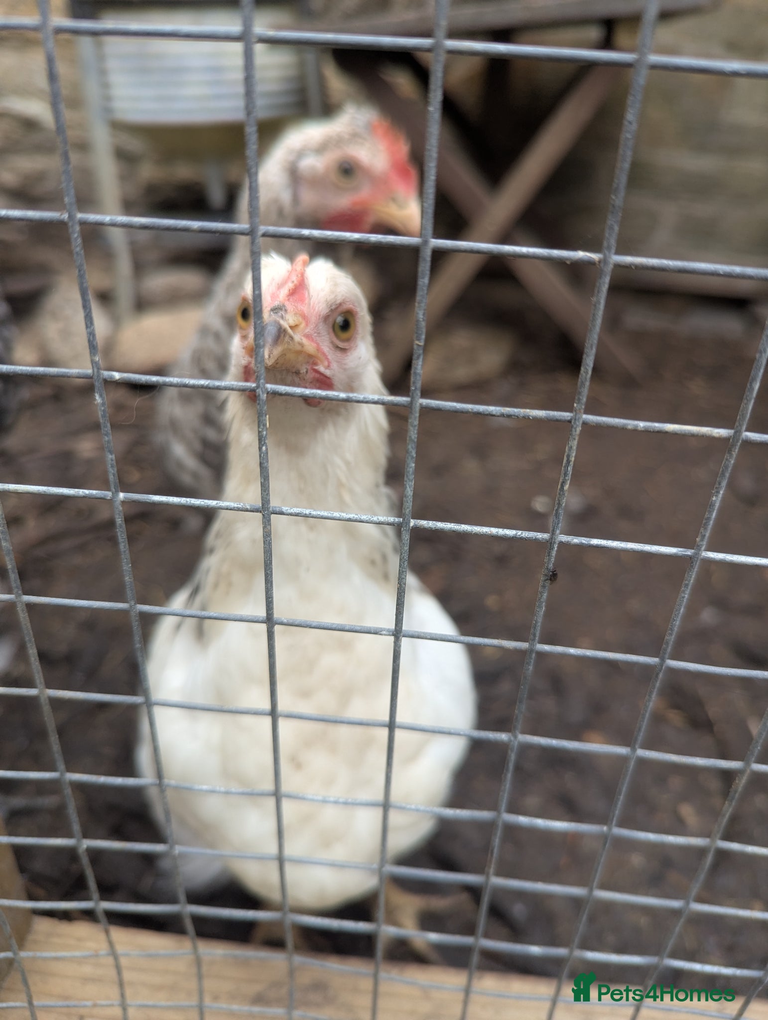 Chickens poultry Bantam cross breeds - Advert 14