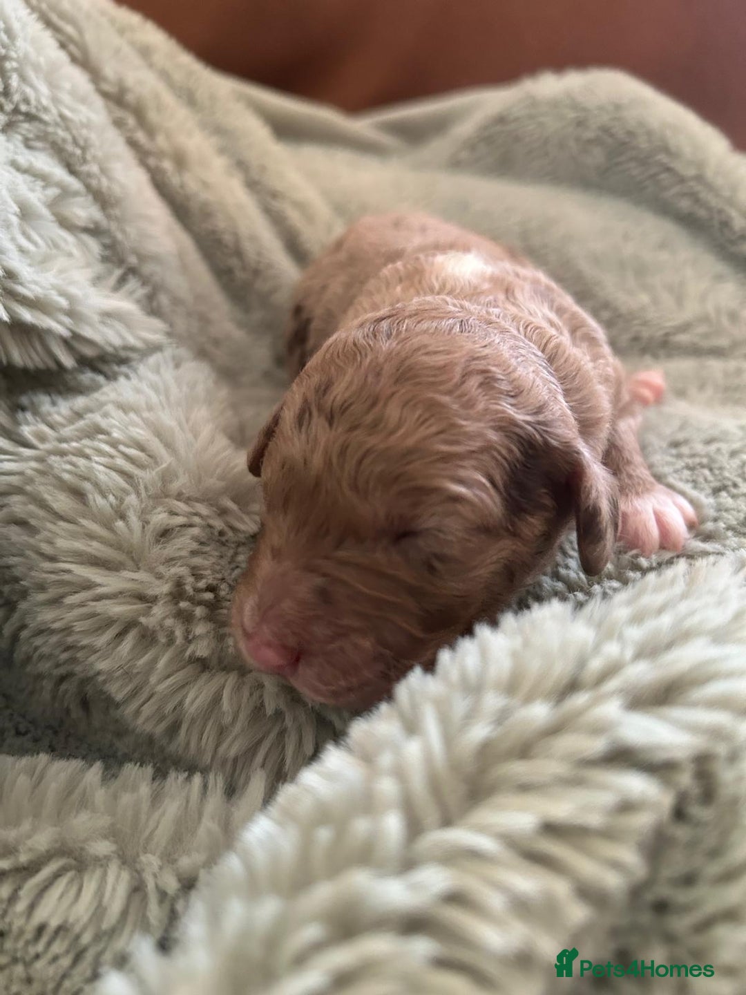 Labradoodle dogs for sale: Australian Labradoodle Puppies - Advert 9