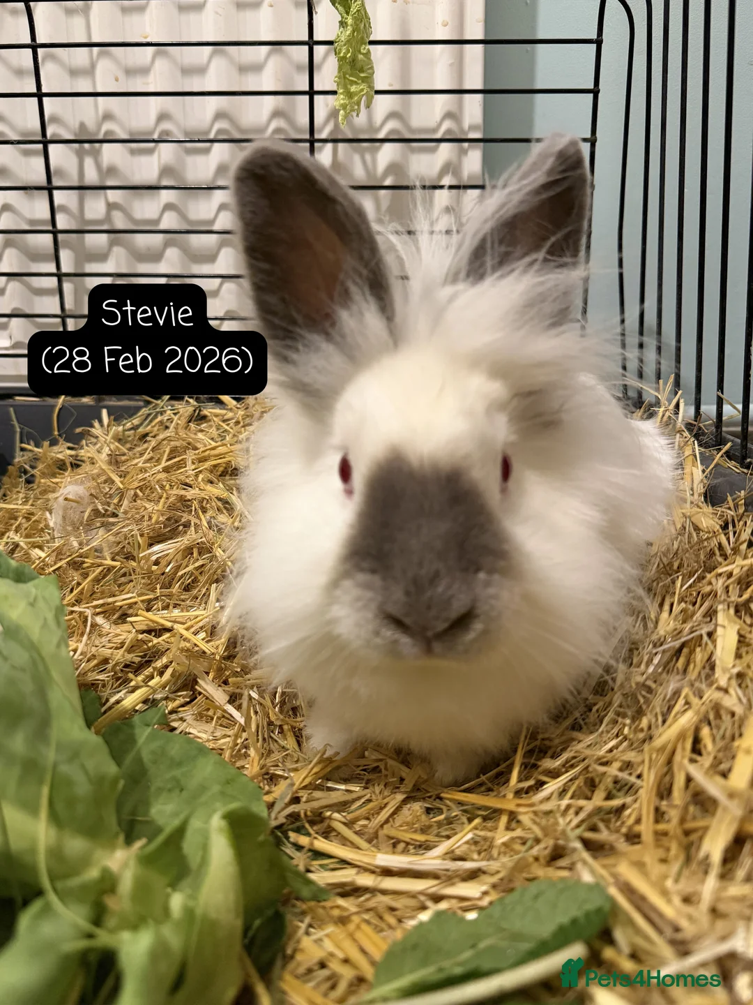 Lionhead rabbits for sale: Female red eyed, white Lionhead 10 months old - Advert 1