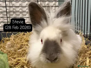 Lionhead rabbits Female red eyed, white Lionhead 10 months old - Advert 2