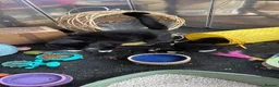 Mixed Breed cats for sale: Beautiful tuxedo kittens - Advert 11