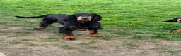 Gordon Setter dogs for sale: 10month old bitch puppy - Advert 5