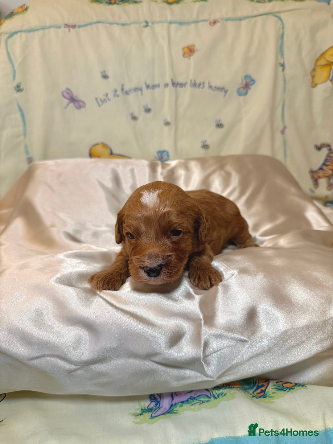 Cavapoo dogs for sale: 6 Cute Cavapoo puppies 6 - ready for homes in feb  - Advert 19
