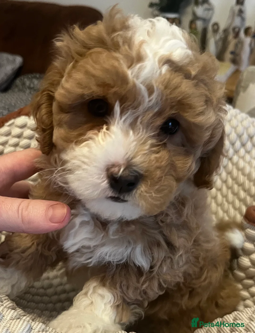 Maltipoo dogs for sale: Gorgeous Maltipoo  - Advert 11