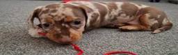 Miniature Dachshund dogs for sale: Miniature Dachshund  - Advert 20